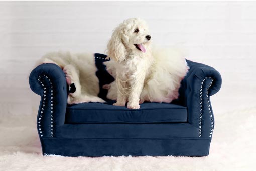 Blue dog-sized sofa with a white dog on it. Sofa has rolled arms and nailhead trim